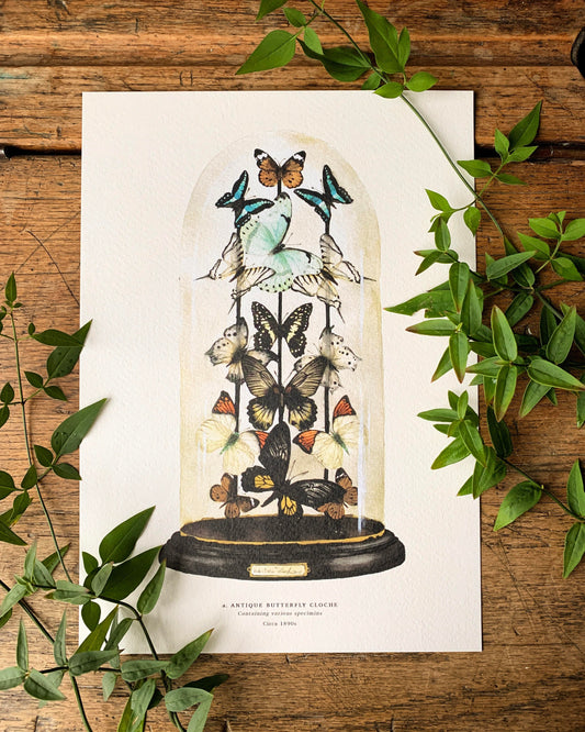 Antique Butterfly Dome A4 Art Print