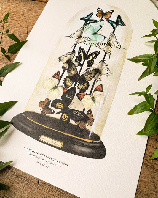 Antique Butterfly Dome A3 Art Print