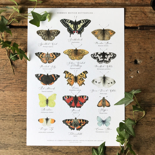 British Butterflies Chart A3 Print