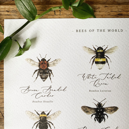 Bees of the World Chart A3 Print