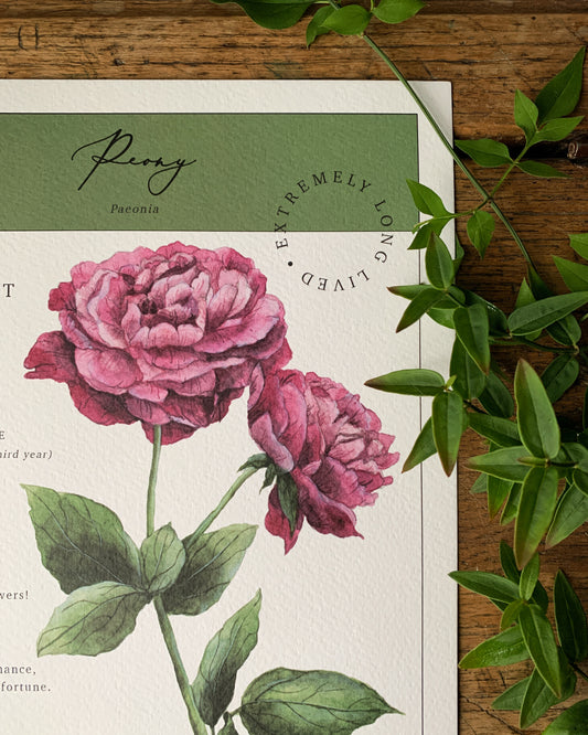 Floral Botanical Watercolour Peony 'Seed Packet' Art Print