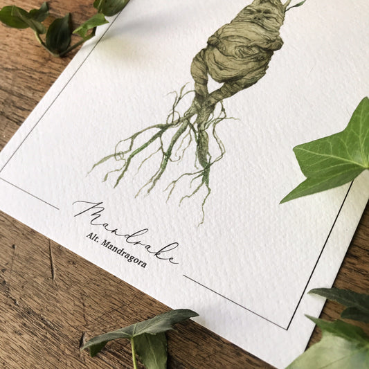 Mandrake A4 Print | Magical Herbology Illustration Art