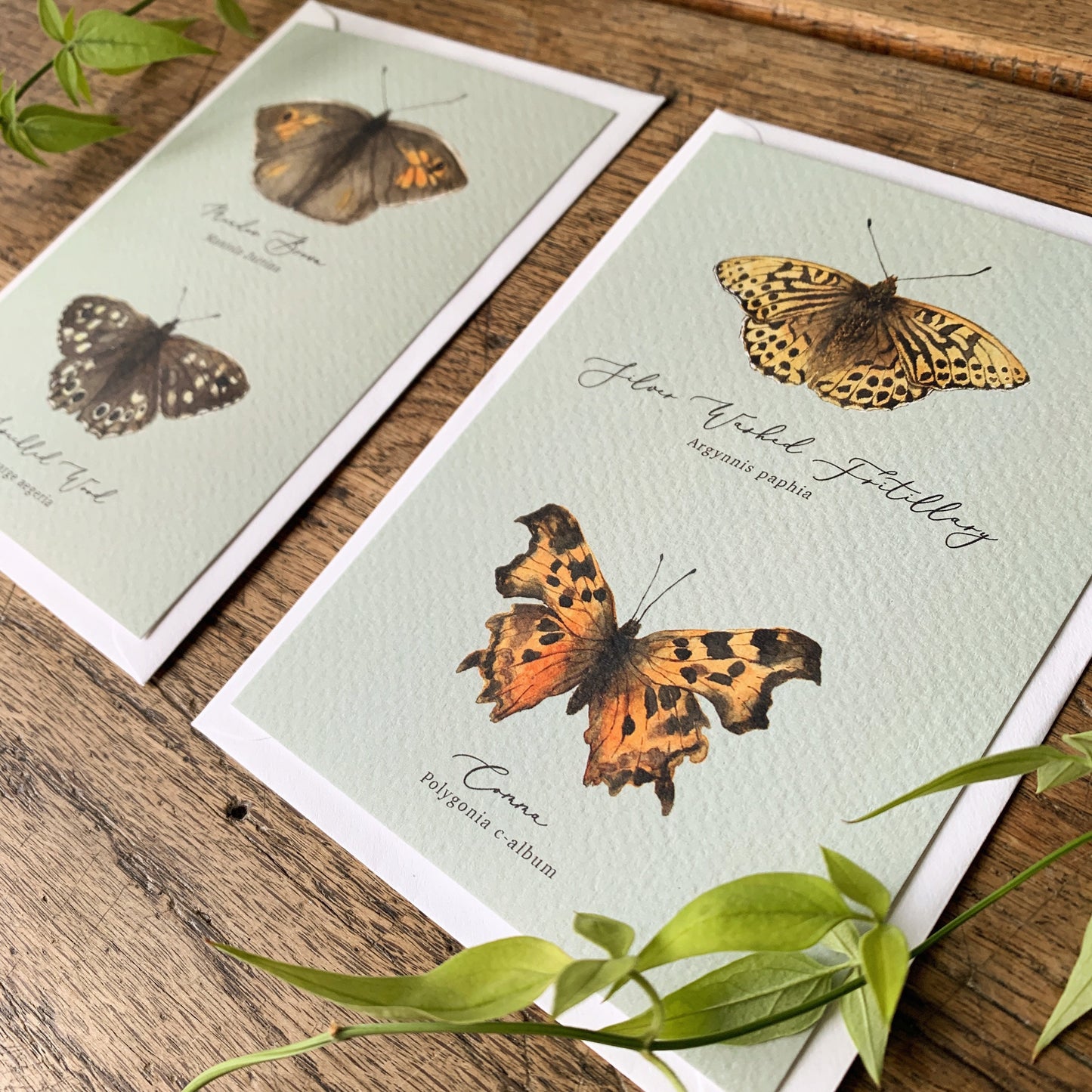 British Butterflies Entomology Postcard Series