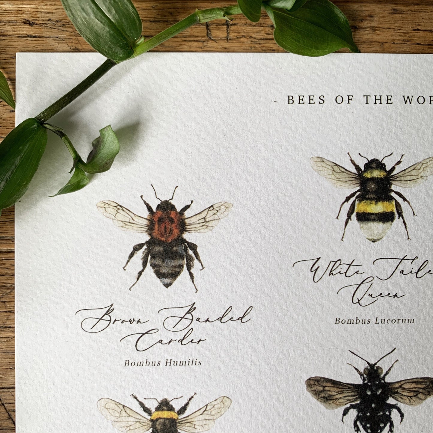 Bees of the World Chart A4 Print