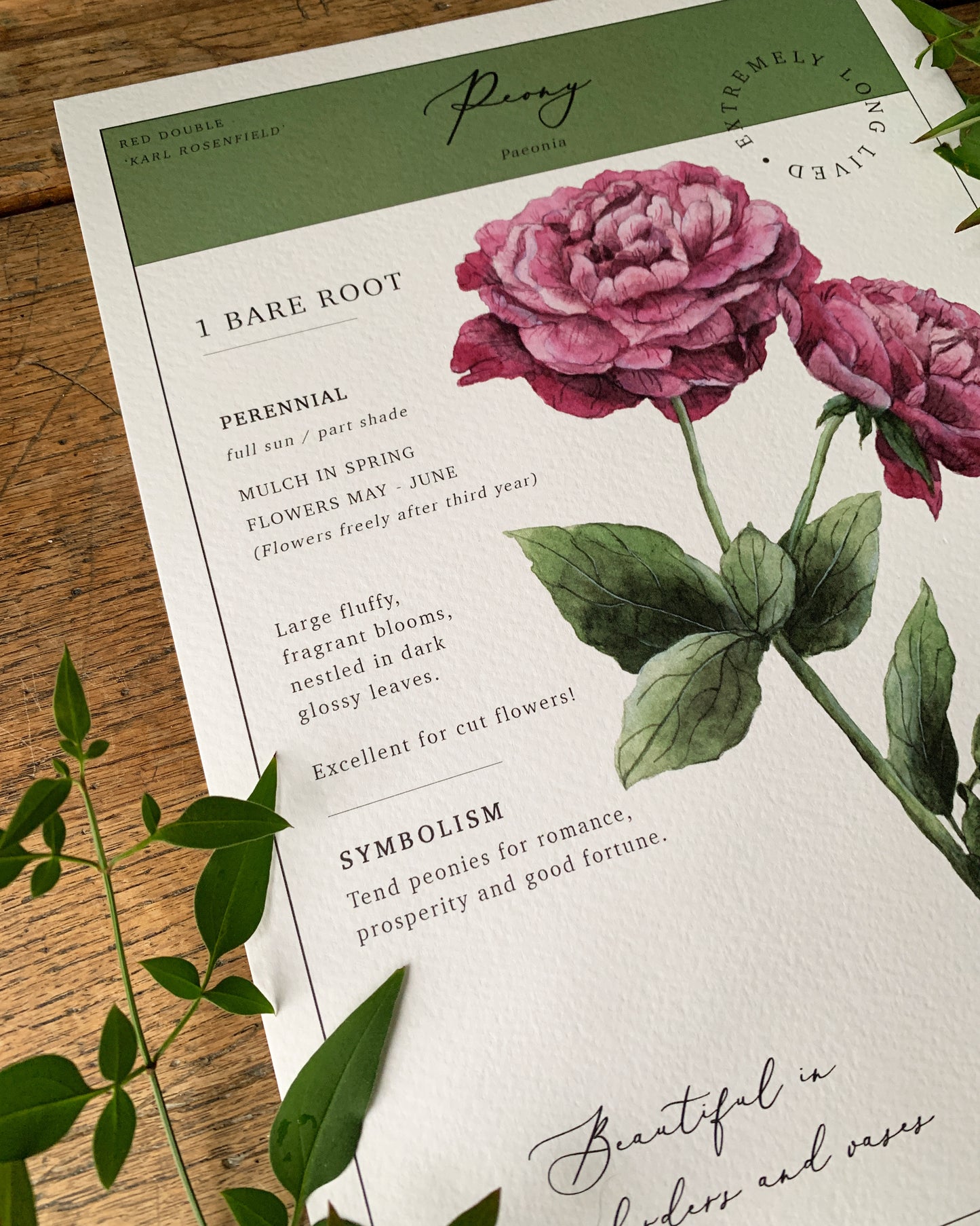 Floral Botanical Watercolour Peony 'Seed Packet' Art Print