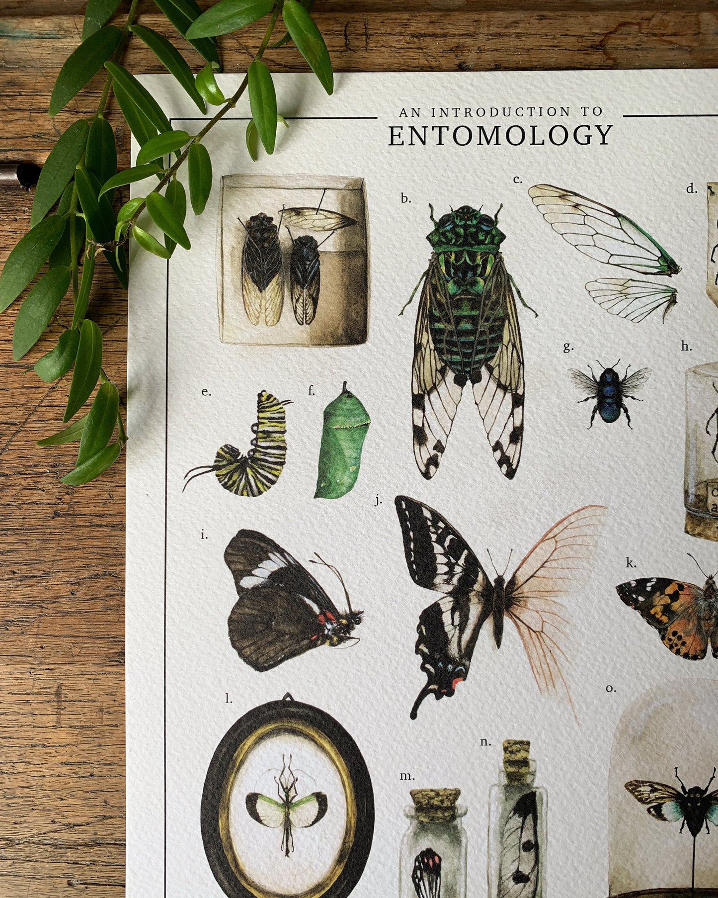 An Introduction To Entomology Art Print