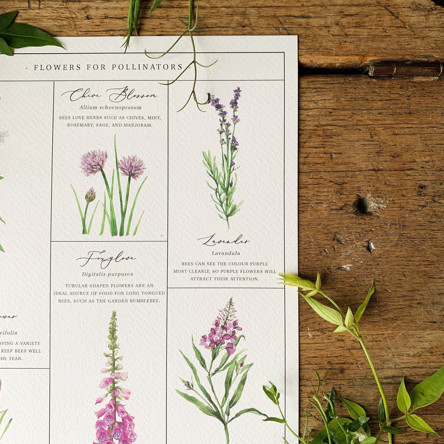 Flowers for Pollinators Chart A3 Print