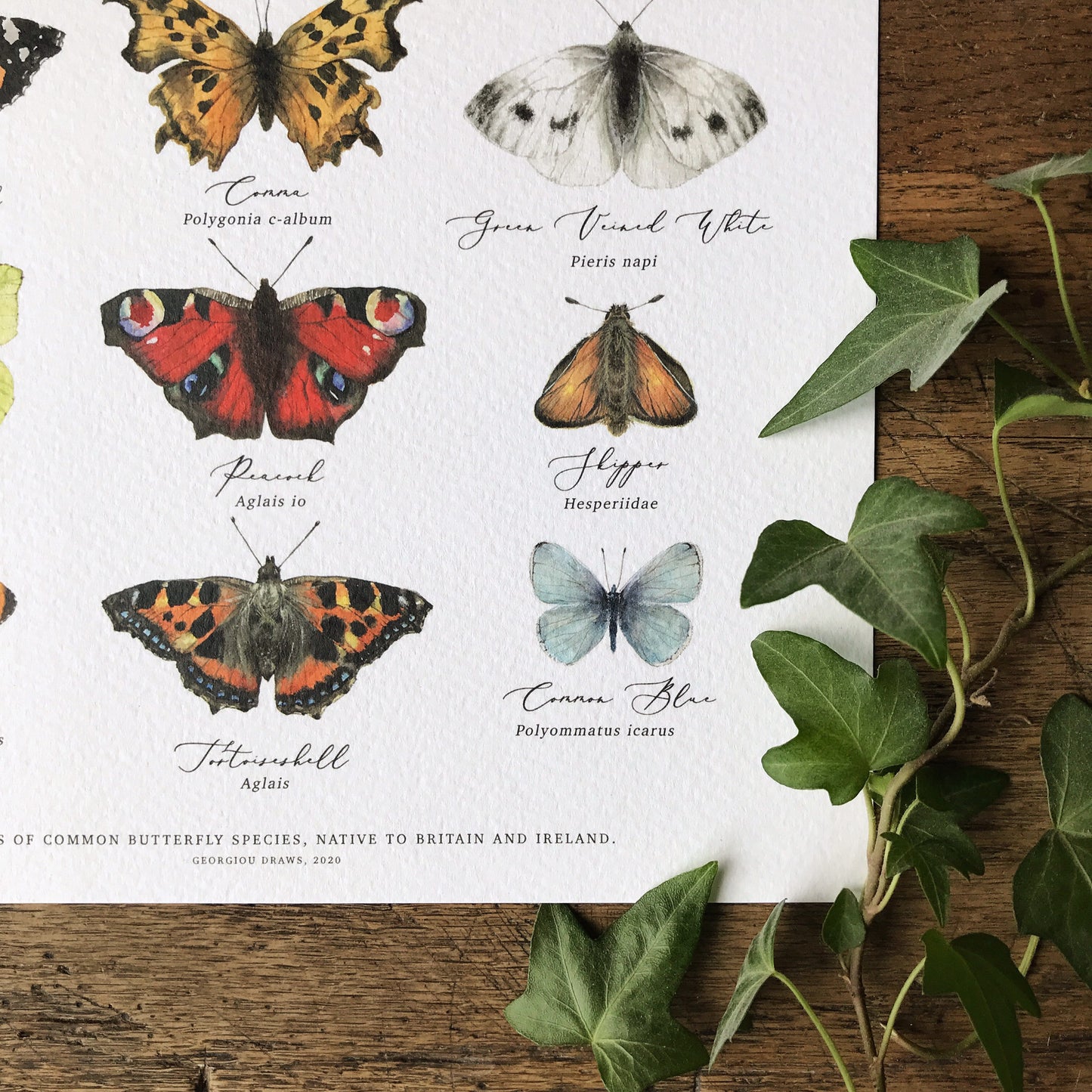 British Butterflies Chart A4 Print