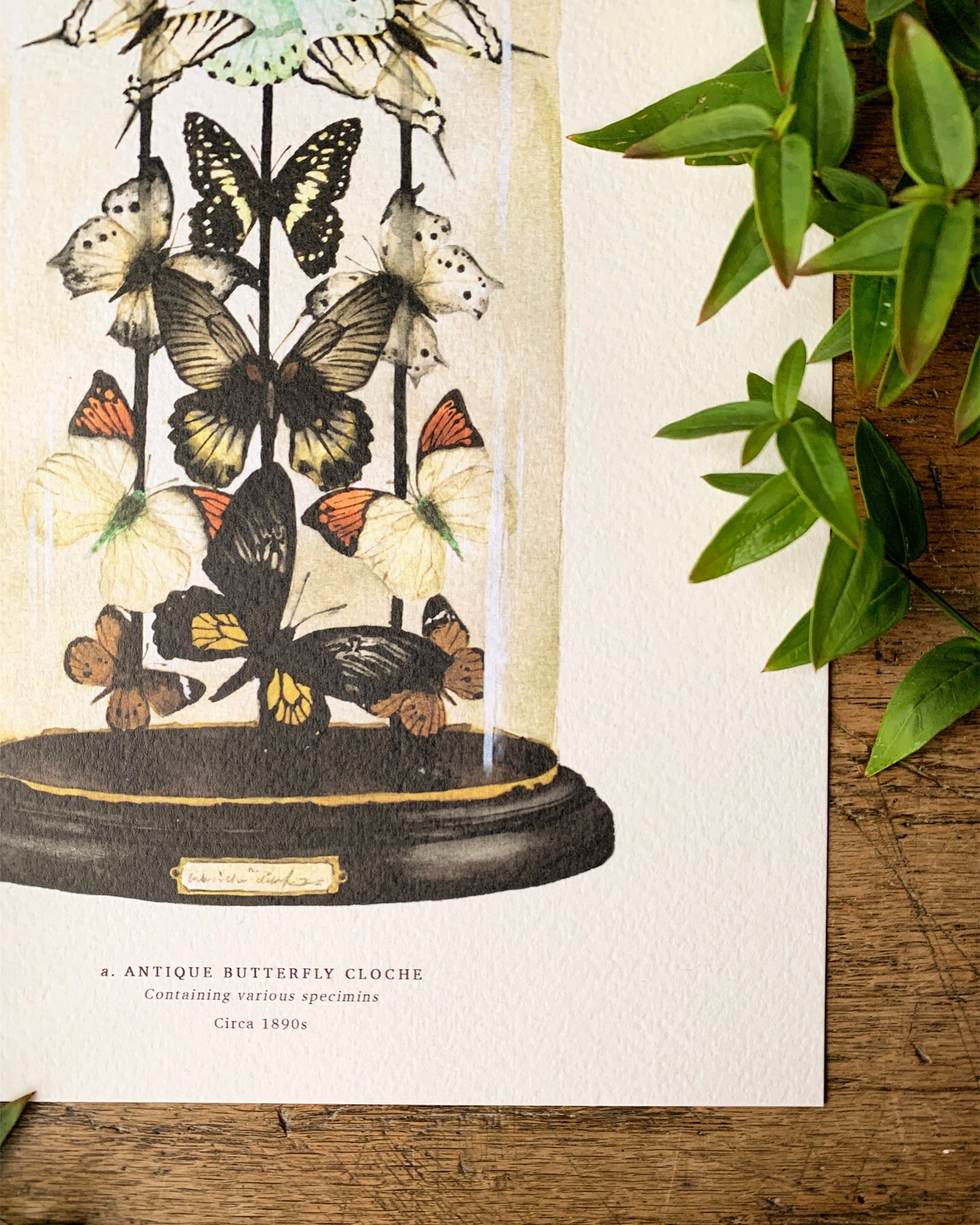 Antique Butterfly Dome A3 Art Print