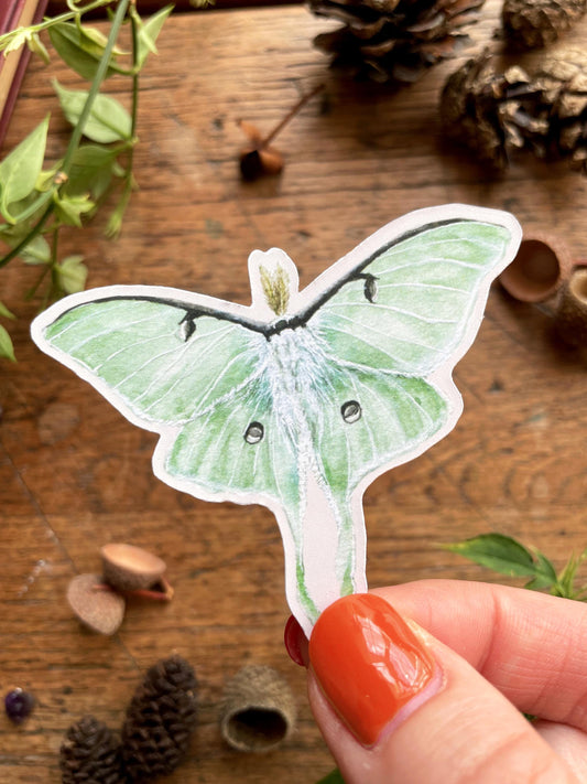 Luna Moth Matt Vinyl Nature Sticker | Nature Wildlife Illustration Art