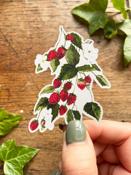 Strawberries Matt Vinyl Botanical Sticker | Nature Illustration Art