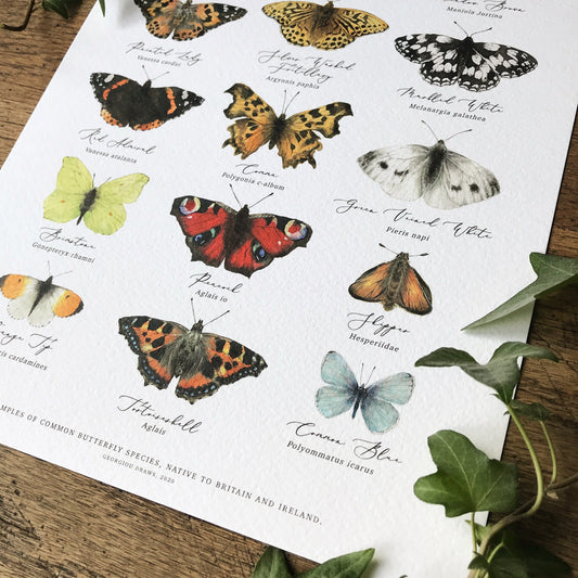 British Butterflies Chart A3 Print