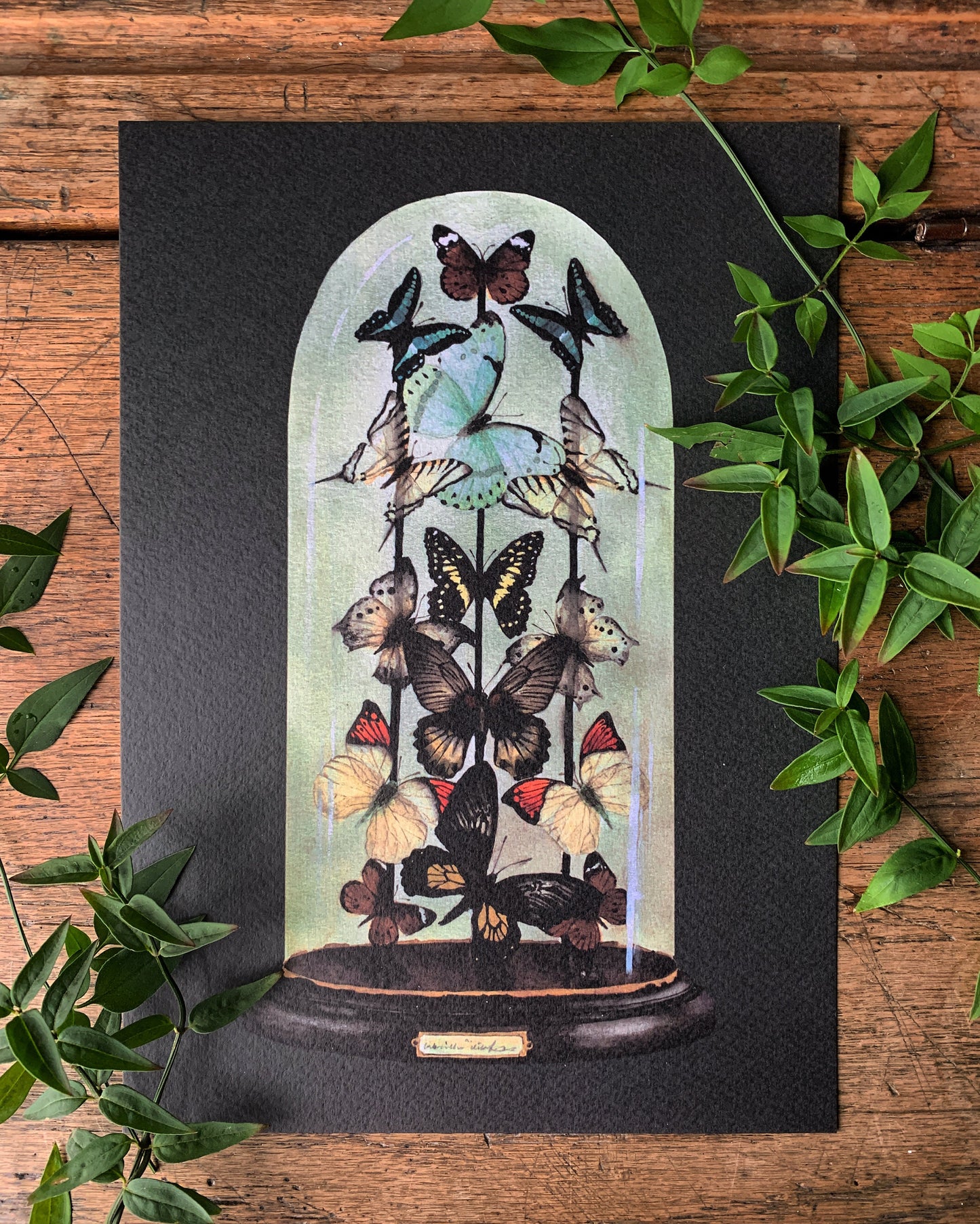 Antique Butterfly Dome A3 Art Print