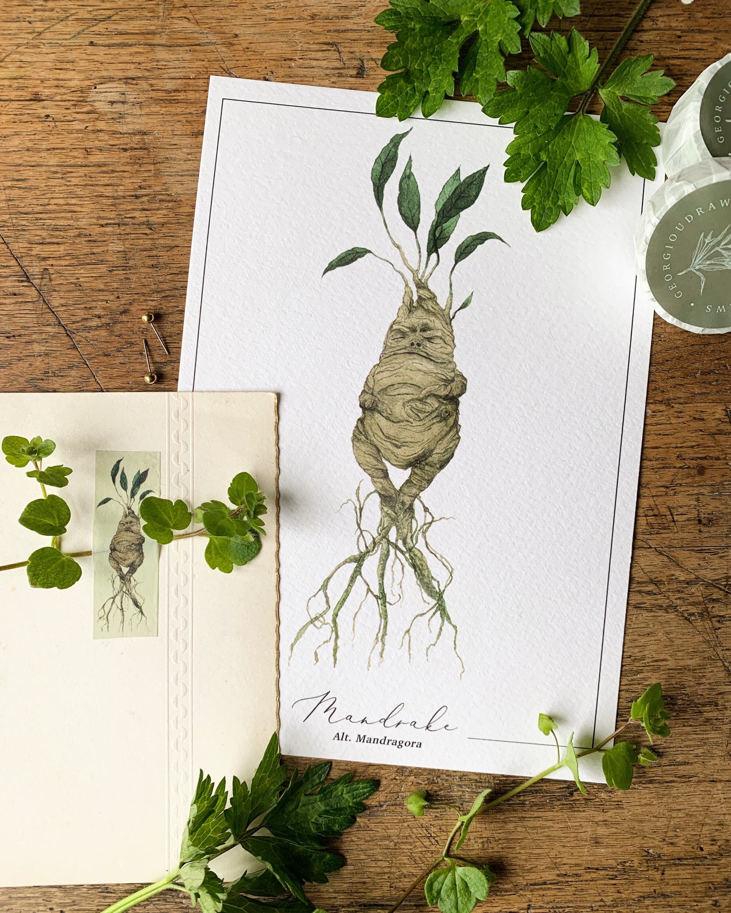 Pack of 2 or 3 | Mandrake Washi Tape | Magical Herbology Tape