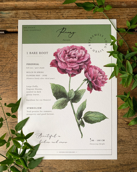 Floral Botanical Watercolour Peony 'Seed Packet' Art Print