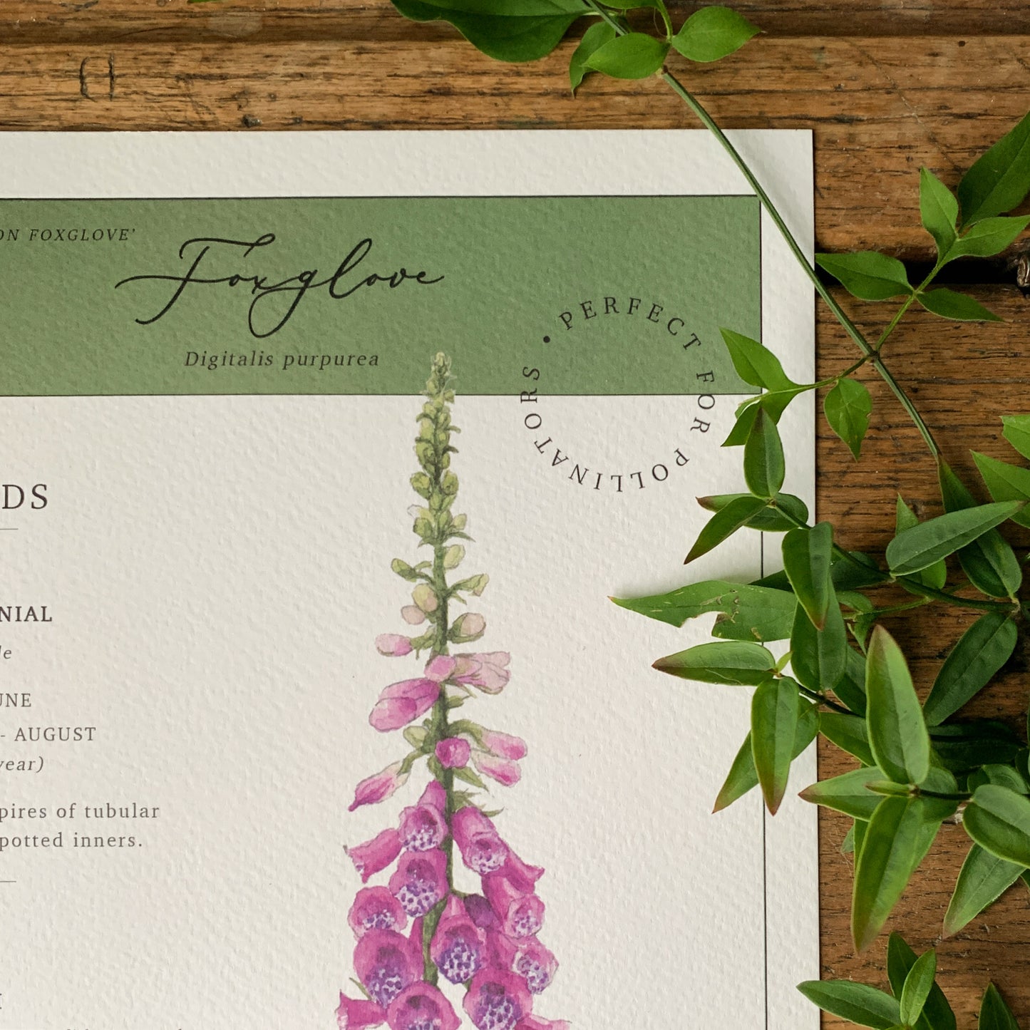 Floral Botanical Watercolour Foxglove Seed Packet Art Print