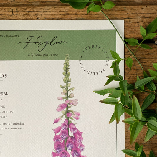 Floral Botanical Watercolour Foxglove Seed Packet Art Print