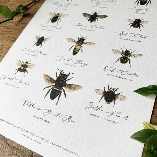 Bees of the World Chart A4 Print