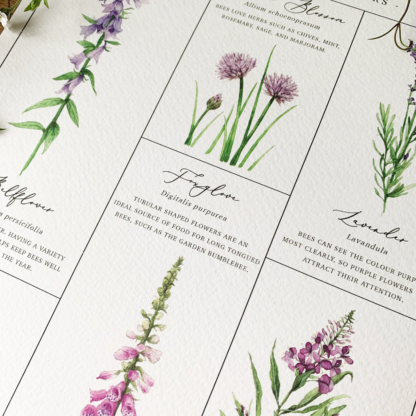 Flowers for Pollinators Chart A3 Print