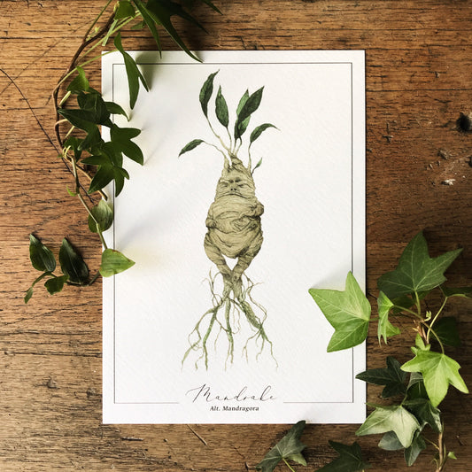 Mandrake A4 Print | Magical Herbology Illustration Art