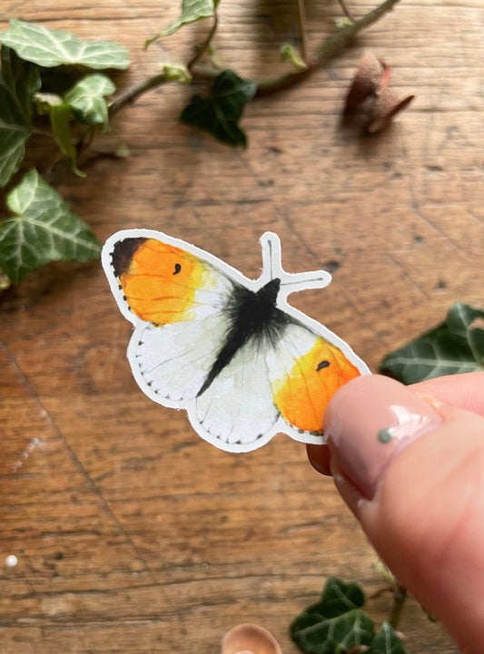 Orange Tip Butterfly Matt Vinyl Sticker Set | Nature Wildlife Illustration Art
