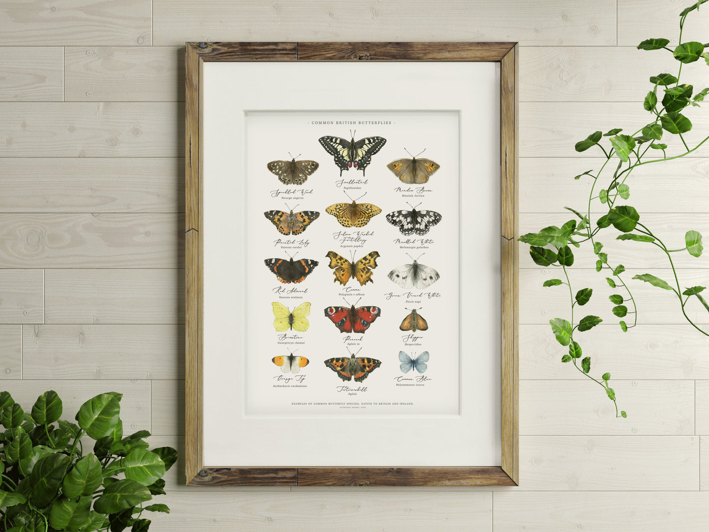 British Butterflies Chart A4 Print