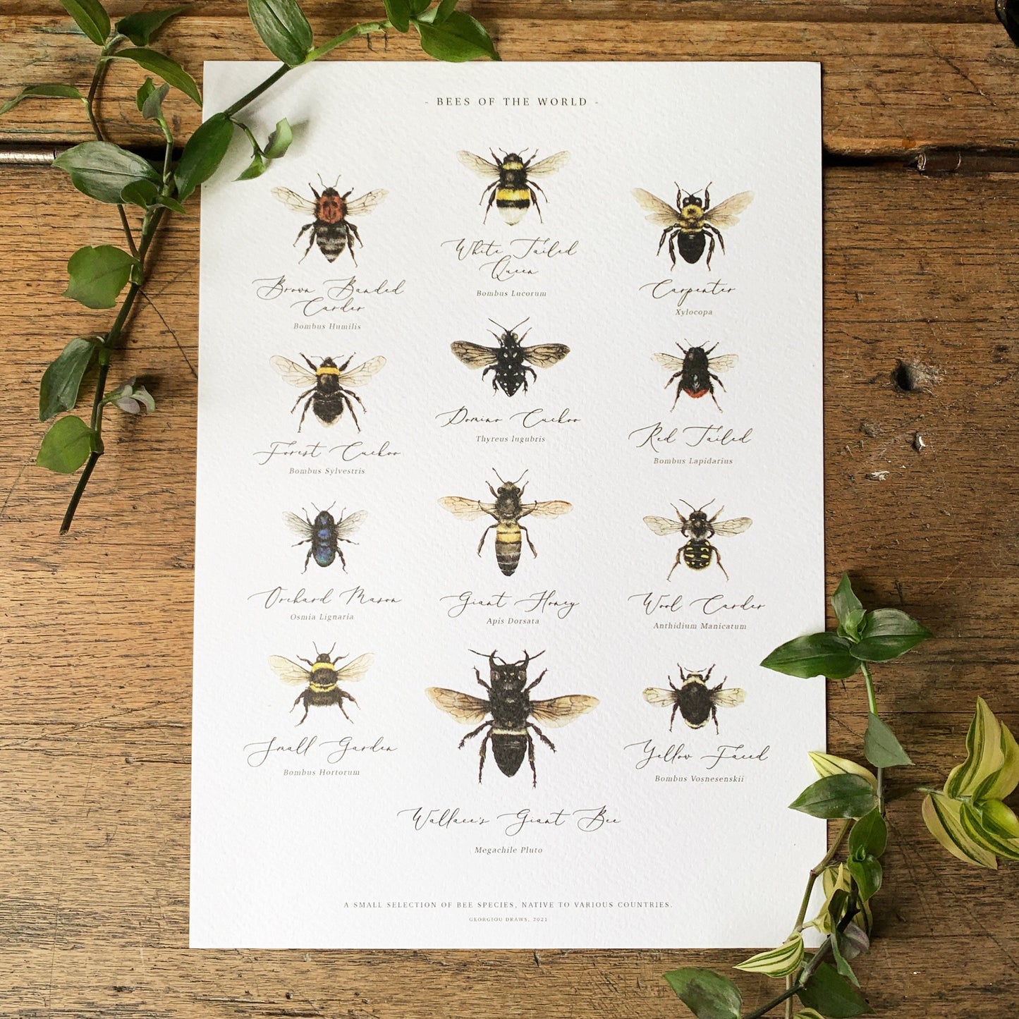 Bees of the World Chart A3 Print