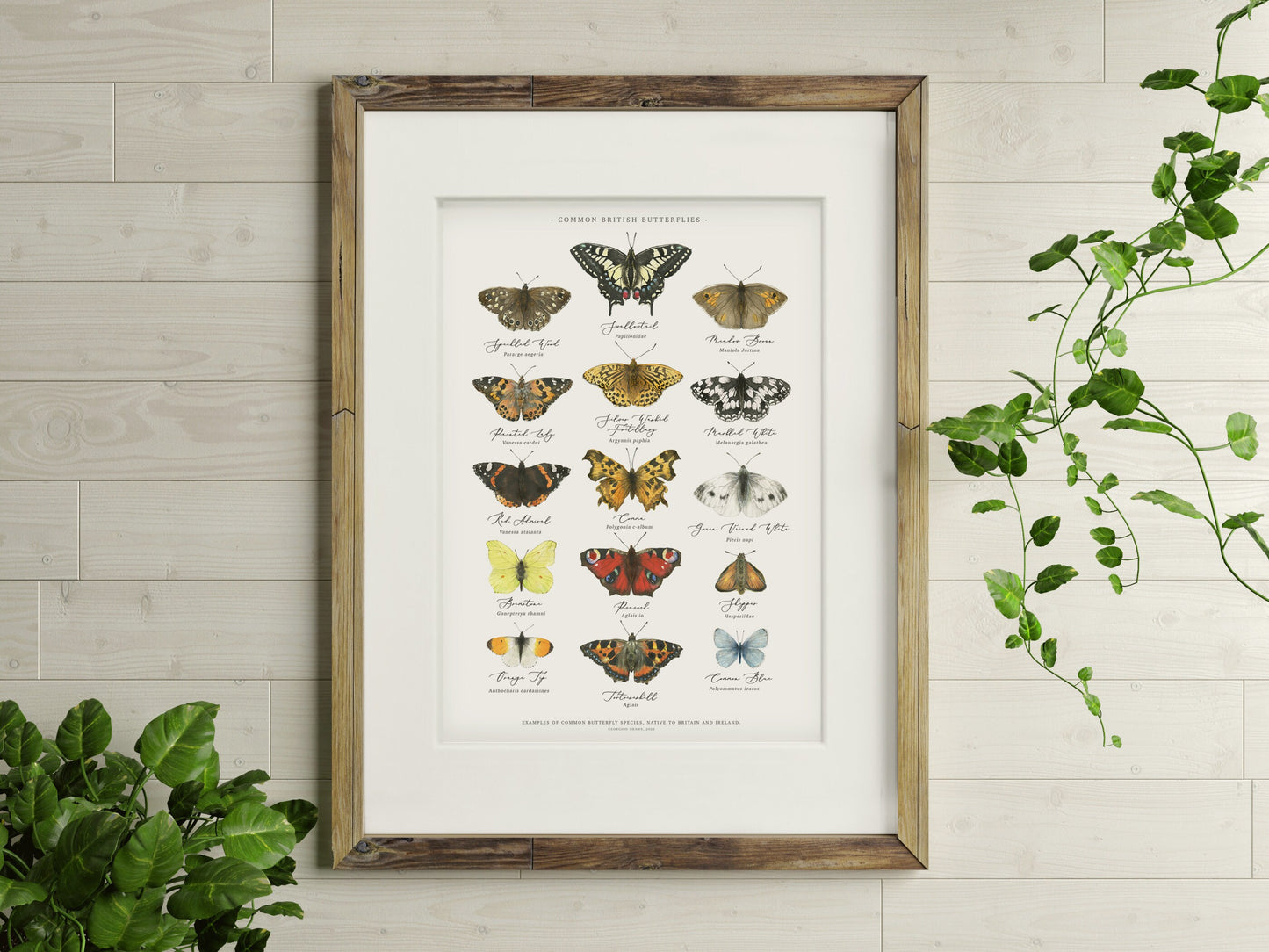 British Butterflies Chart A3 Print