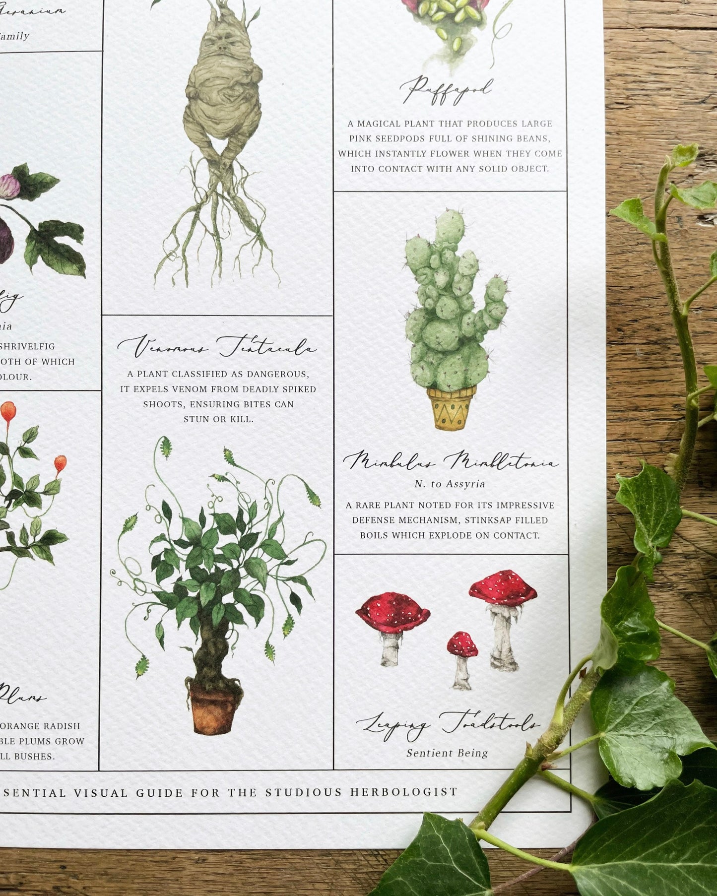 Herbology Chart A3 Print