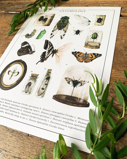 An Introduction To Entomology Art Print