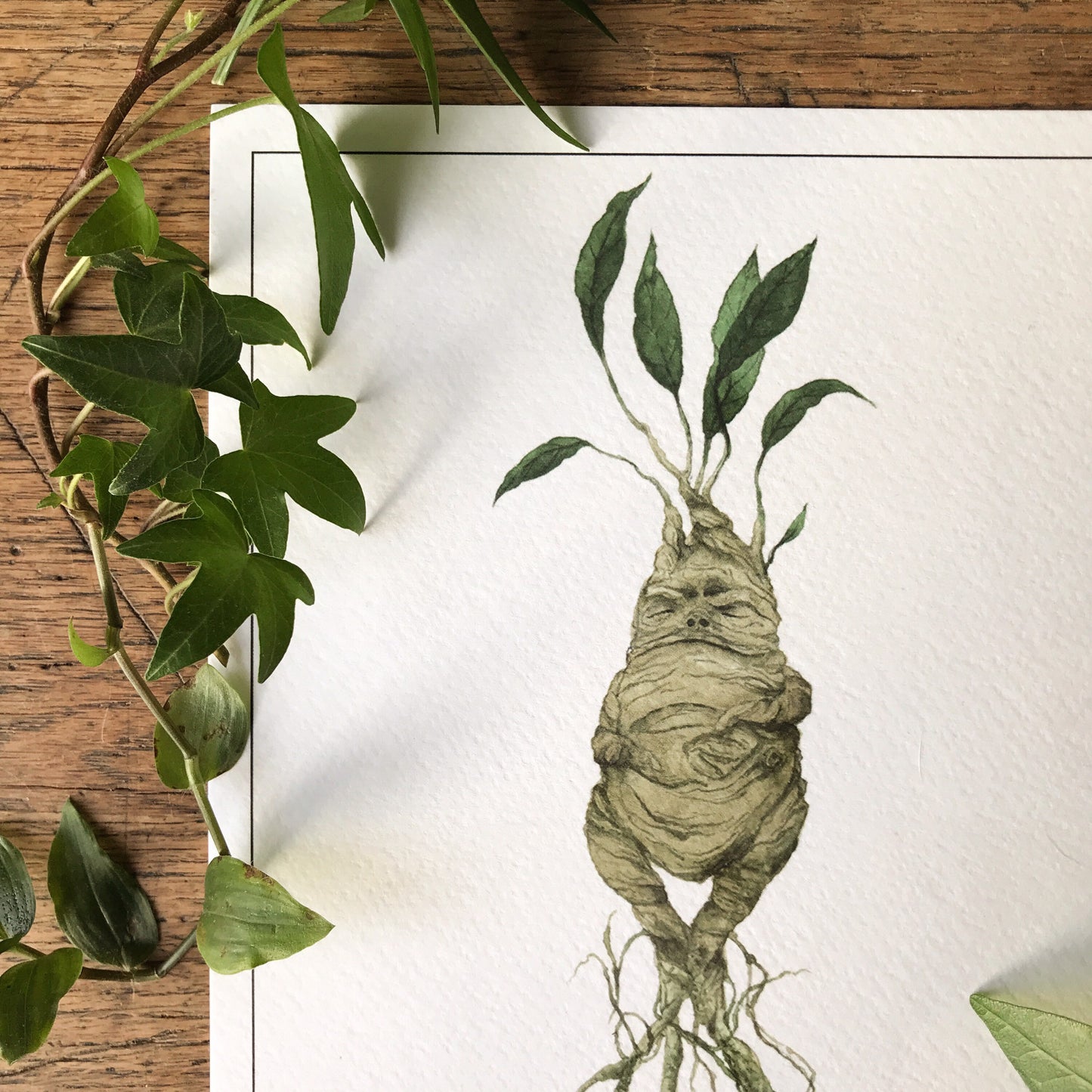 Mandrake A4 Print | Magical Herbology Illustration Art