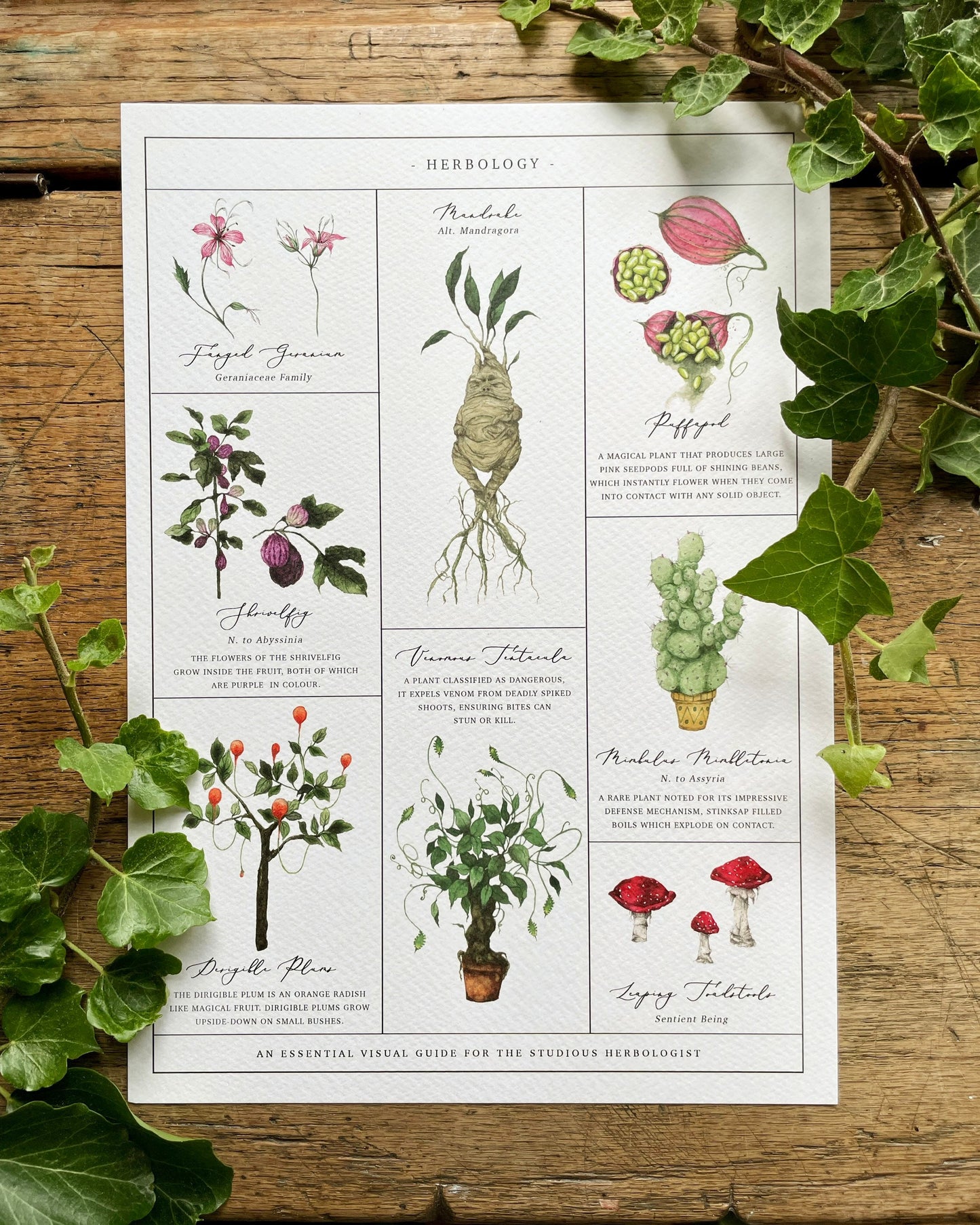 Herbology Chart A3 Print