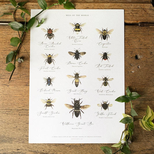 Bees of the World Chart A3 Print