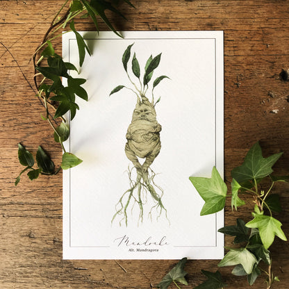 Mandrake A5 Print | Magical Herbology Illustration Art